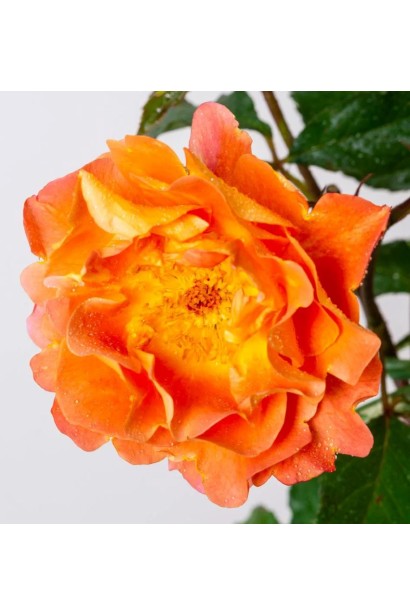 Rose Westerland – рыхло наполненные цветы